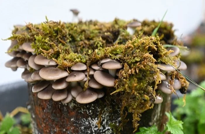 Pilze aus dem eigenen Garten für leckere Gerichte zuhause.
