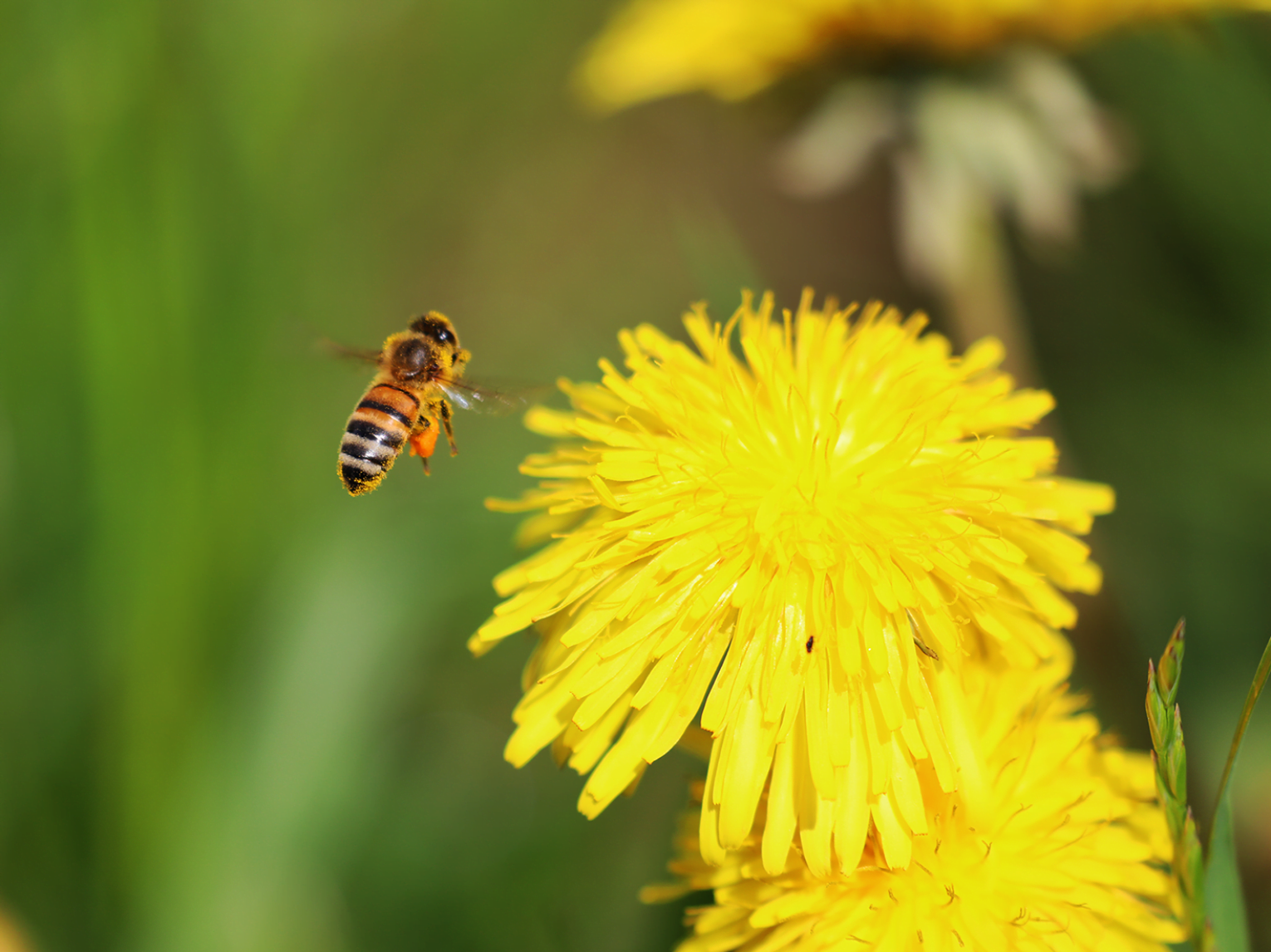 Eine mit Pollen bedeckte Biene macht sich vom Naturschaugarten auf den Nachhauseweg.