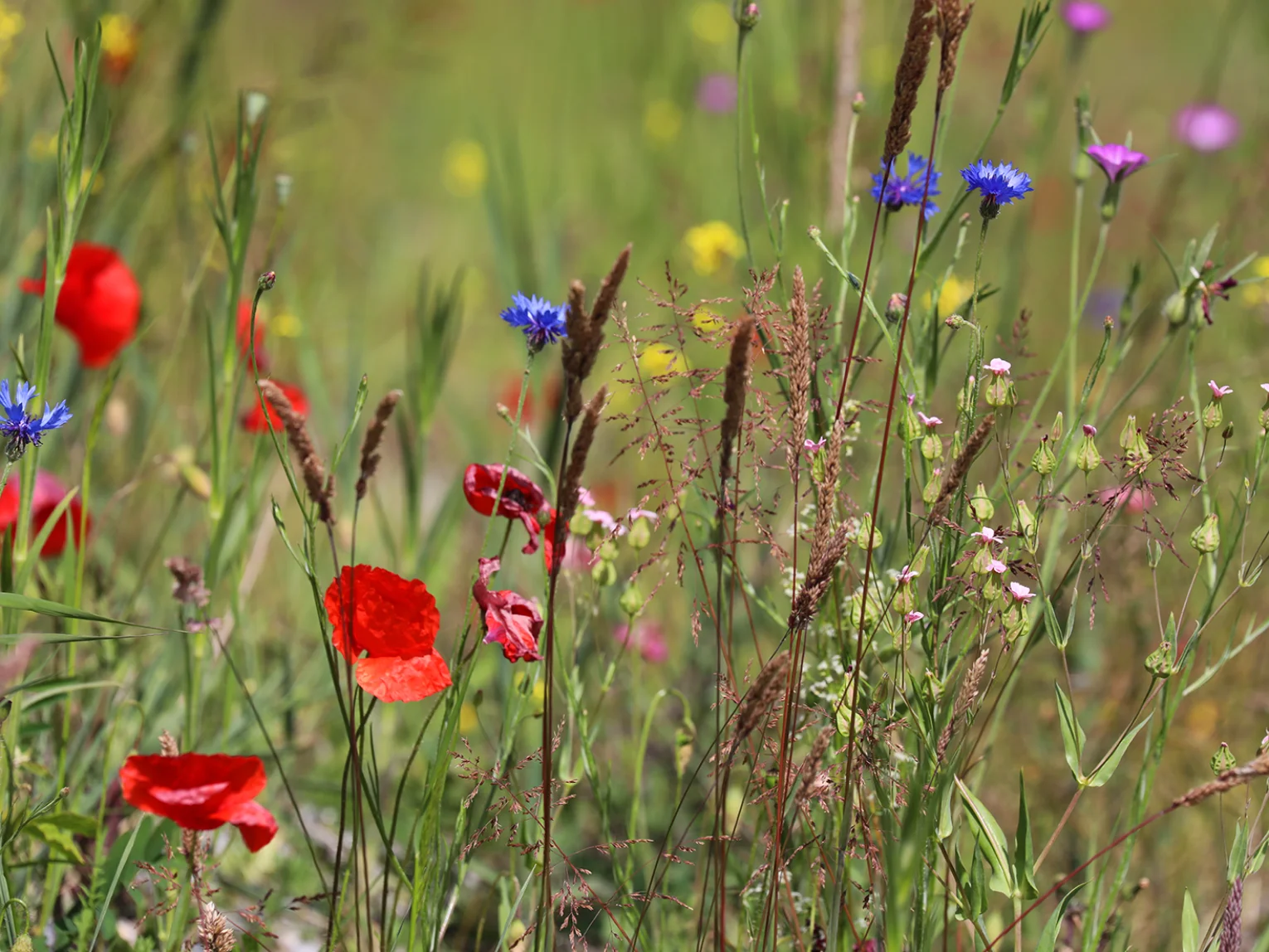 Die Wildblumen im Naturschaugarten blühen in allen erdenklichen Farben.