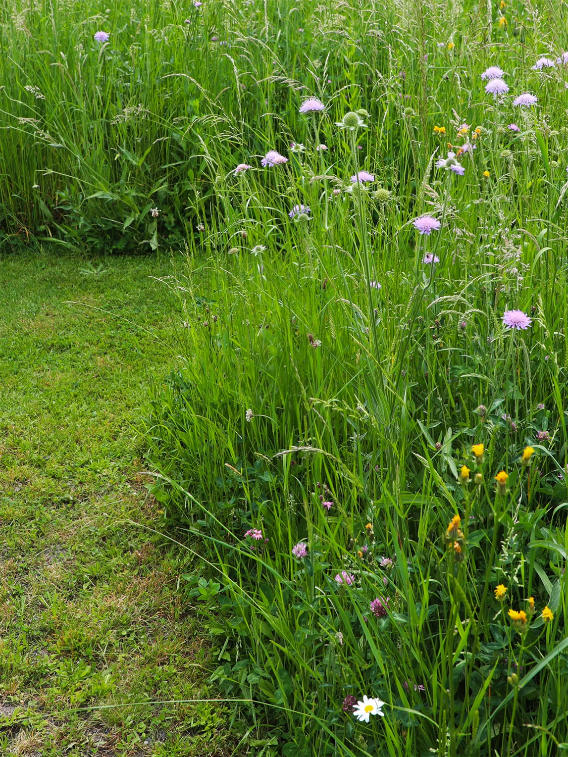 Der Weg durch den Naturschutzgarten führt mitten durch die Wildblumenwiese.