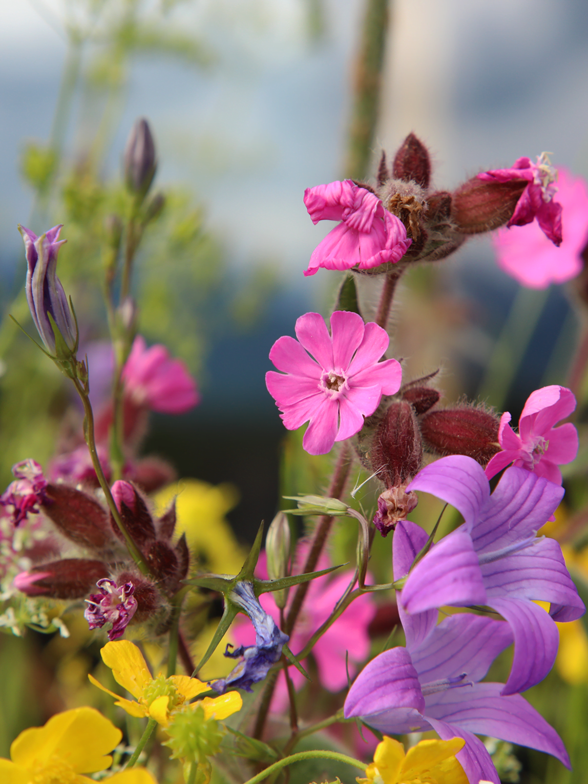 Eine Wildblume stellt im Naturschutzgarten ihre volle Blütenpracht zur Schau.