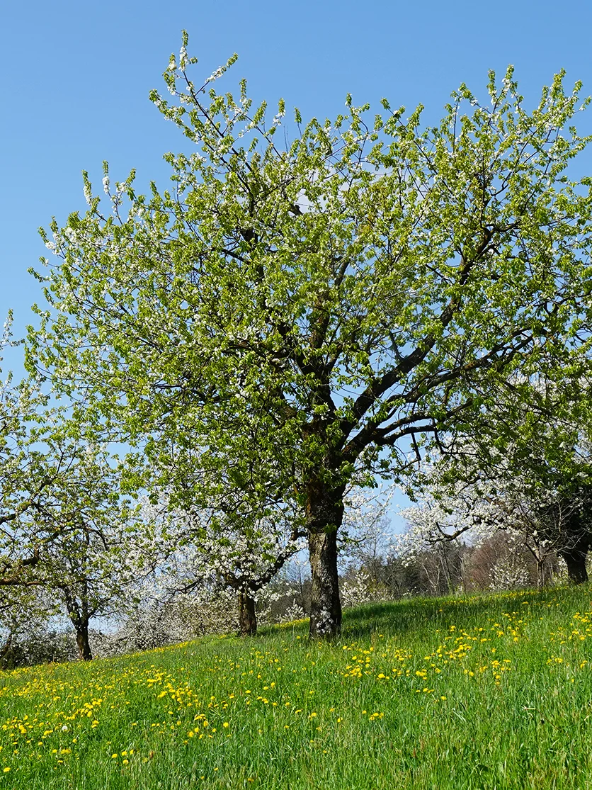 Die Gemeinde Ruggell subventioniert den Kauf von Obstbäumen.